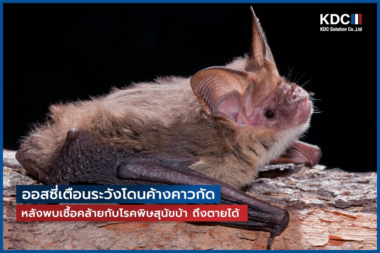 Australian Bat Lyssavirus